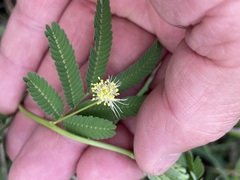 Desmanthus pernambucanus