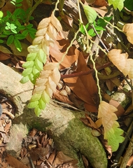Flemingia strobilifera