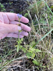 Praxelis clematidea