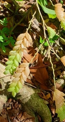 Flemingia strobilifera