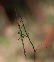 Podacanthus viridiroseus