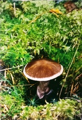Cortinarius evernius