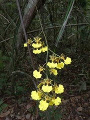 Trichocentrum lacerum