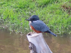 Megaceryle torquata stellata