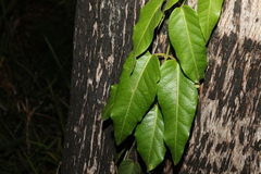 Parsonsia brisbanensis
