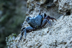 Pachygrapsus