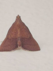 Endotricha pyrosalis