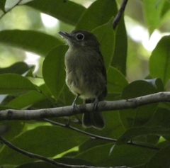 Rhynchocyclus brevirostris