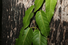 Parsonsia brisbanensis