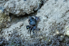 Pachygrapsus