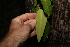 Parsonsia brisbanensis