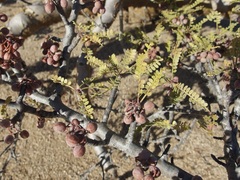 Bursera exequielii