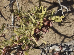 Bursera exequielii
