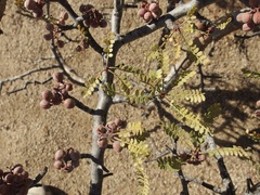Bursera exequielii
