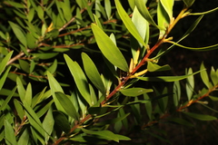 Persoonia volcanica