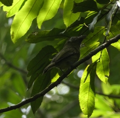 Rhynchocyclus brevirostris