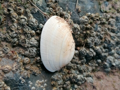 Ruditapes decussatus