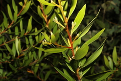 Persoonia volcanica