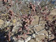Bursera exequielii