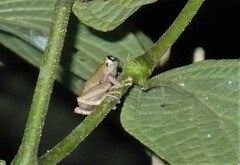 Diasporus diastema