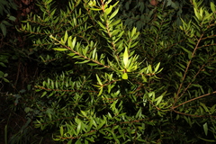 Persoonia volcanica
