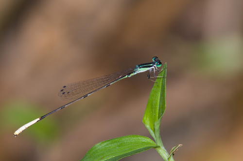 How to identify Leptobasis melinogaster González-Soriano, 2002