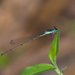 Cream-tipped Swampdamsel - Photo (c) Greg Lasley, some rights reserved (CC BY-NC), uploaded by Greg Lasley