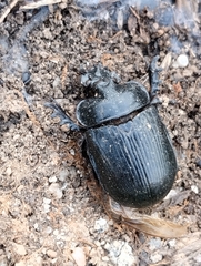 Ceratophyus hoffmannseggi