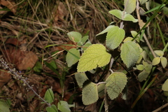 Coleus suaveolens