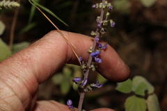 Coleus suaveolens