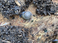 Helminthoglypta coelata