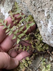 Asplenium bradleyi