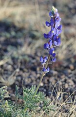Lupinus havardii