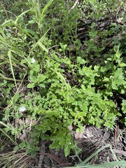 Dipteracanthus australasicus corynothecus