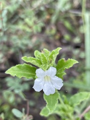 Dipteracanthus australasicus corynothecus