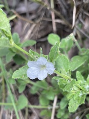 Dipteracanthus australasicus corynothecus