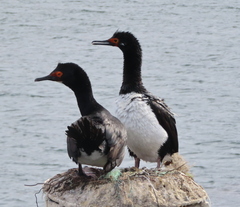 Leucocarbo magellanicus