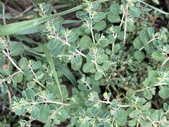 Euphorbia drummondii