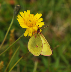Colias pelidne