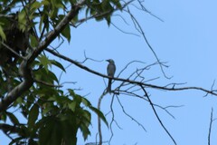 Dicrurus leucophaeus leucogenis