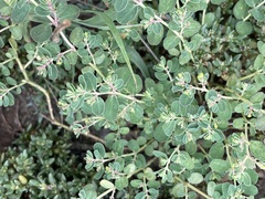 Euphorbia drummondii