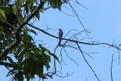 Dicrurus leucophaeus leucogenis