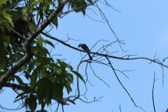 Dicrurus leucophaeus leucogenis