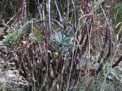 Euphorbia nicaeensis