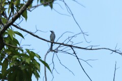 Dicrurus leucophaeus leucogenis