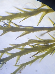 Archidium alternifolium