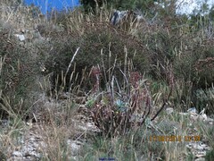 Euphorbia nicaeensis