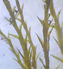 Archidium alternifolium