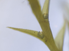 Archidium alternifolium