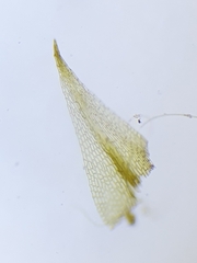 Archidium alternifolium